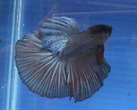 blue halfmoon betta picture