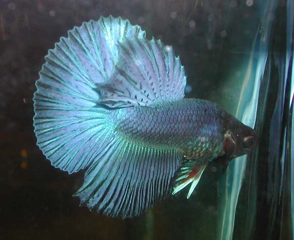Turquoise Halfmoon betta picture