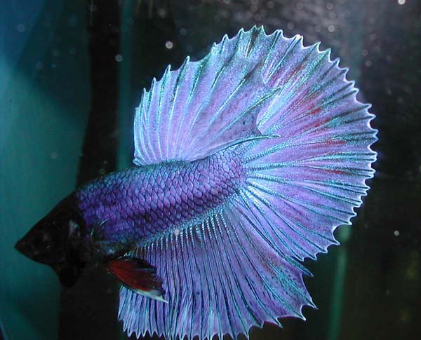 Purple Halfmoon betta picture