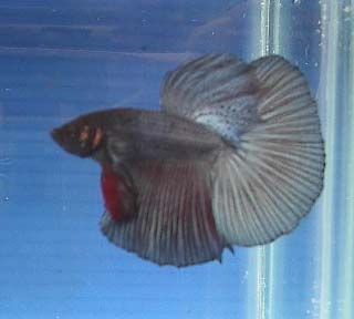 Grey Halfmoon betta picture
