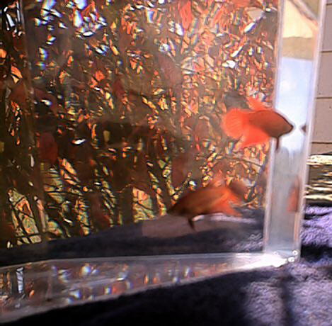 Red Single-tail Betta Splenden Picture