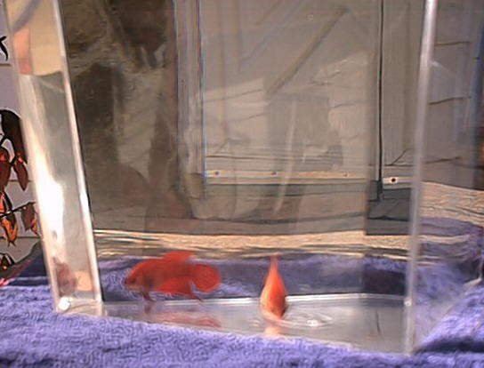Red Single-tail Betta Splenden Picture