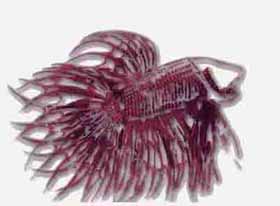 Danielle's Rare Betta splendens Logo