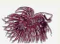 Logo Danielle's Rare Betta splendens Fish