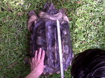 Gambar pengukuran Straight Carapace Length pada kura-kura